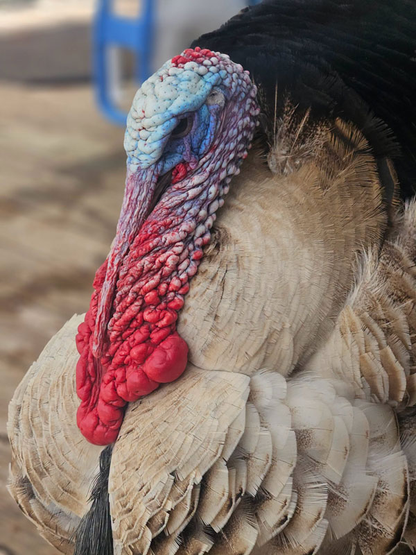 Tom turkey