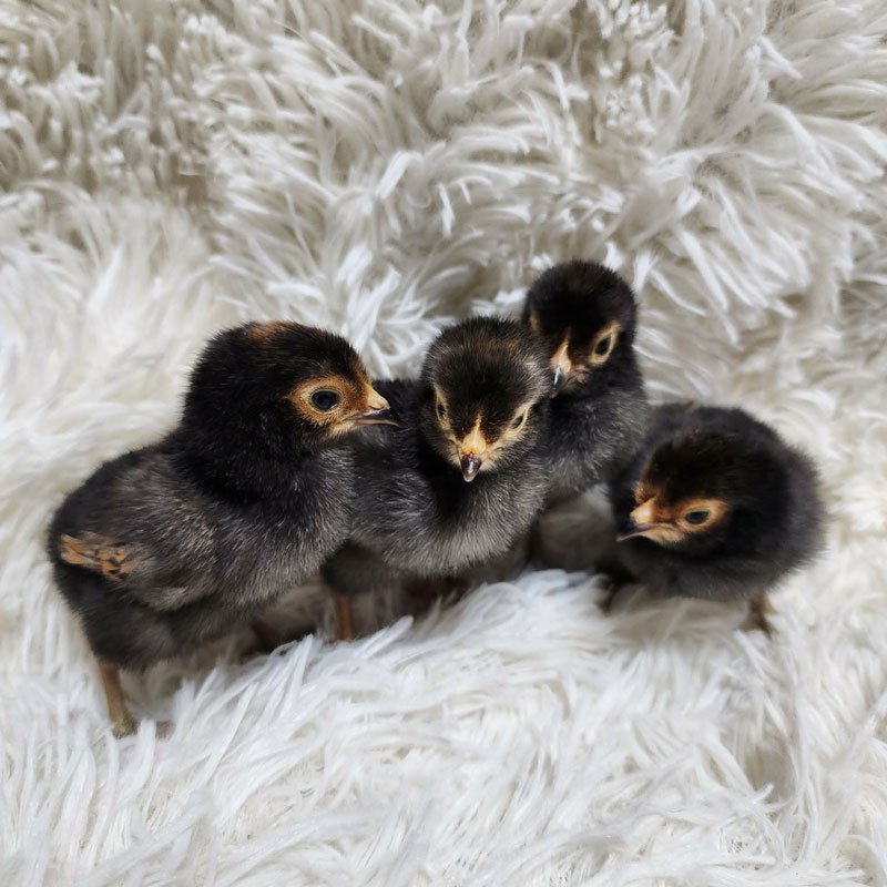 Chicks