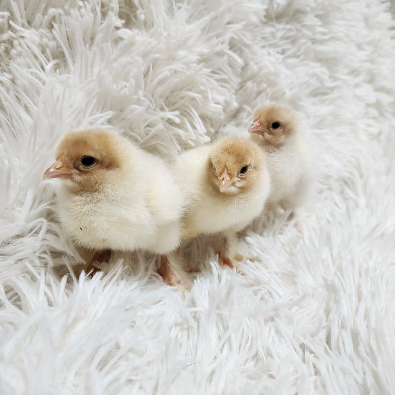 Chicks