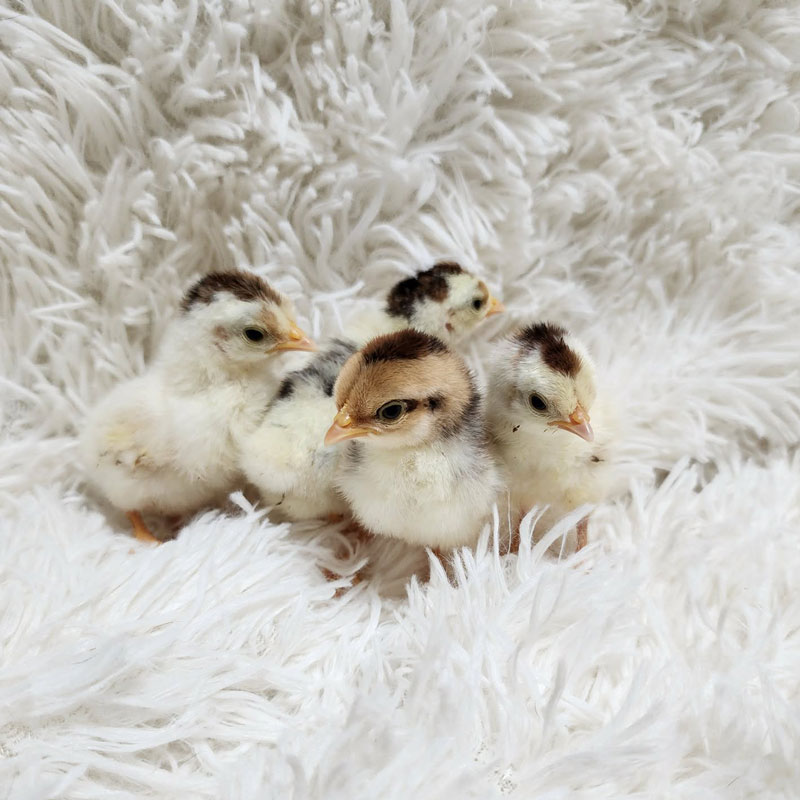 Chicks
