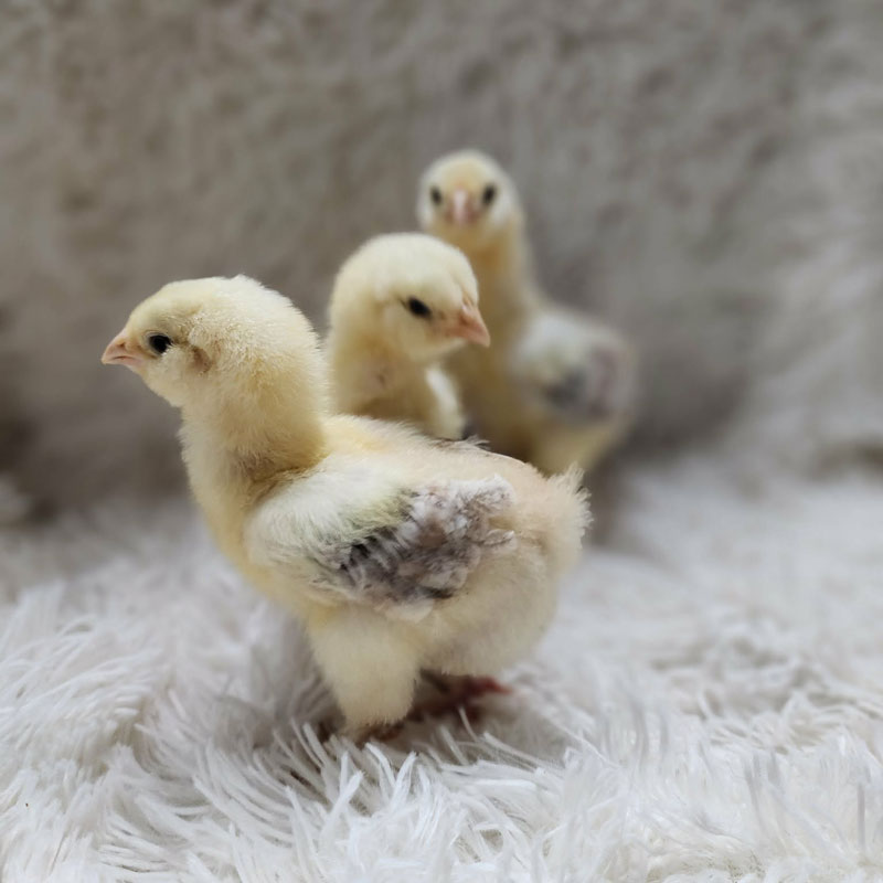 Chicks