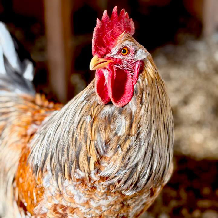 Swedish Flower Hen rooster