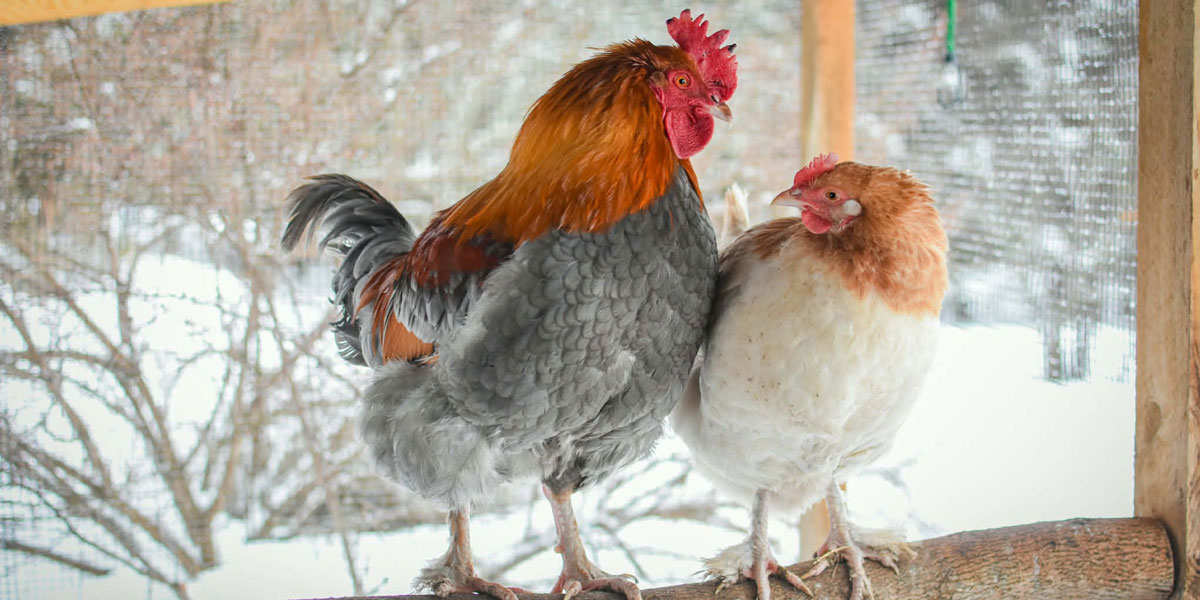 Rooster and a hen on a roost in winter