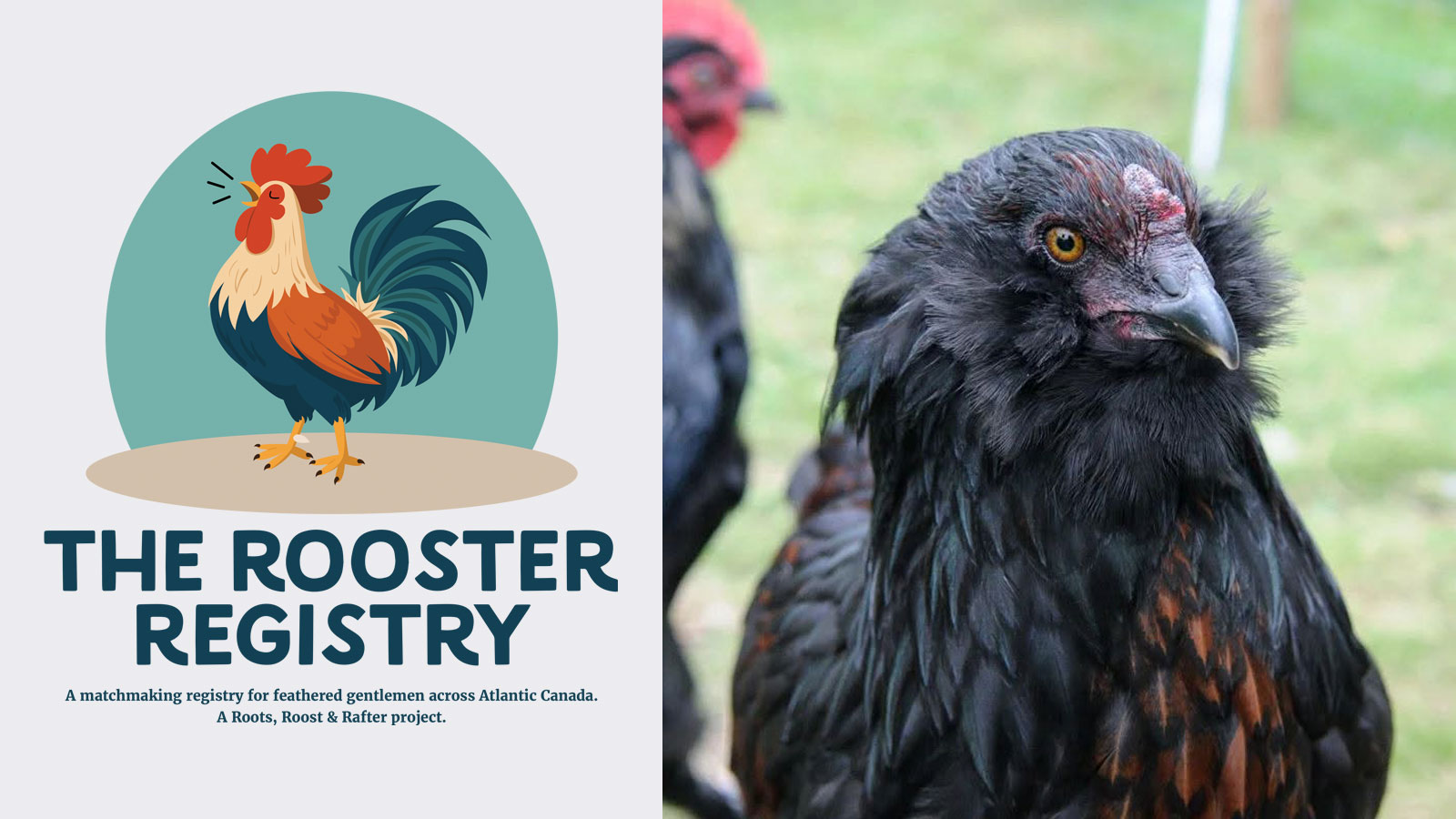 Lunenburg County - The Rooster Registry