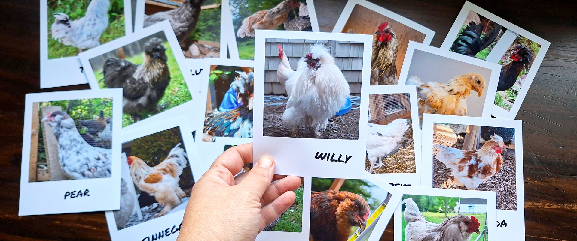 Polaroid photos of roosters