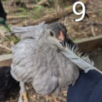 Chili Pepper 🌶️
