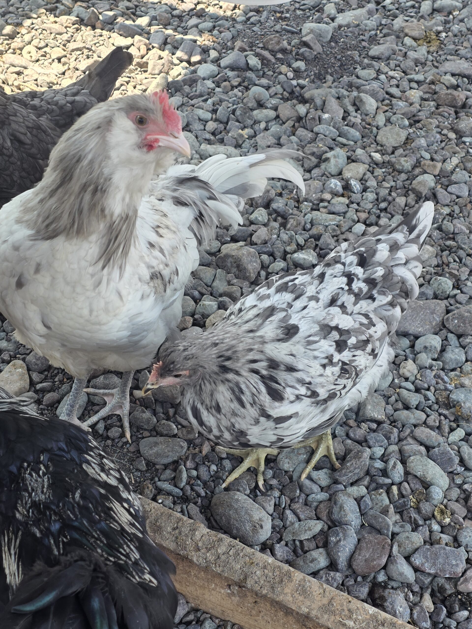 Speckles