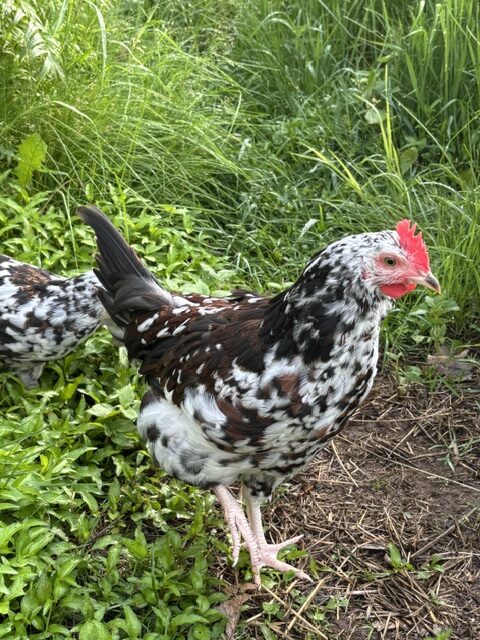 Finch