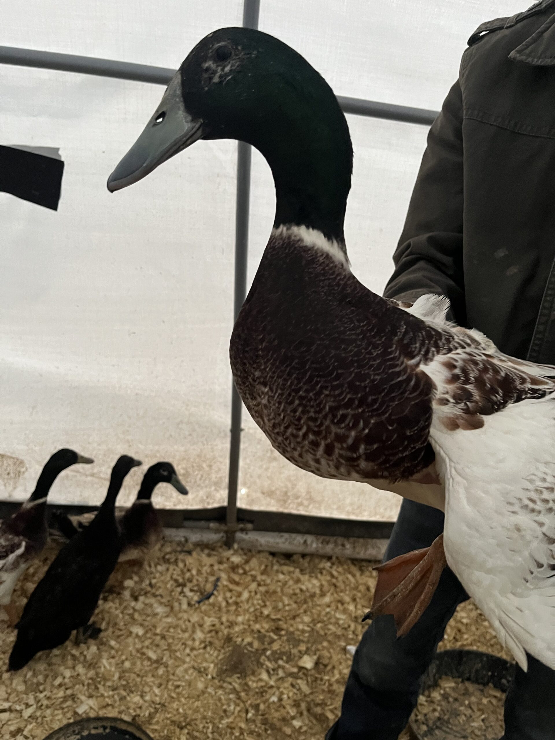 Welsh Harlequin Drakes