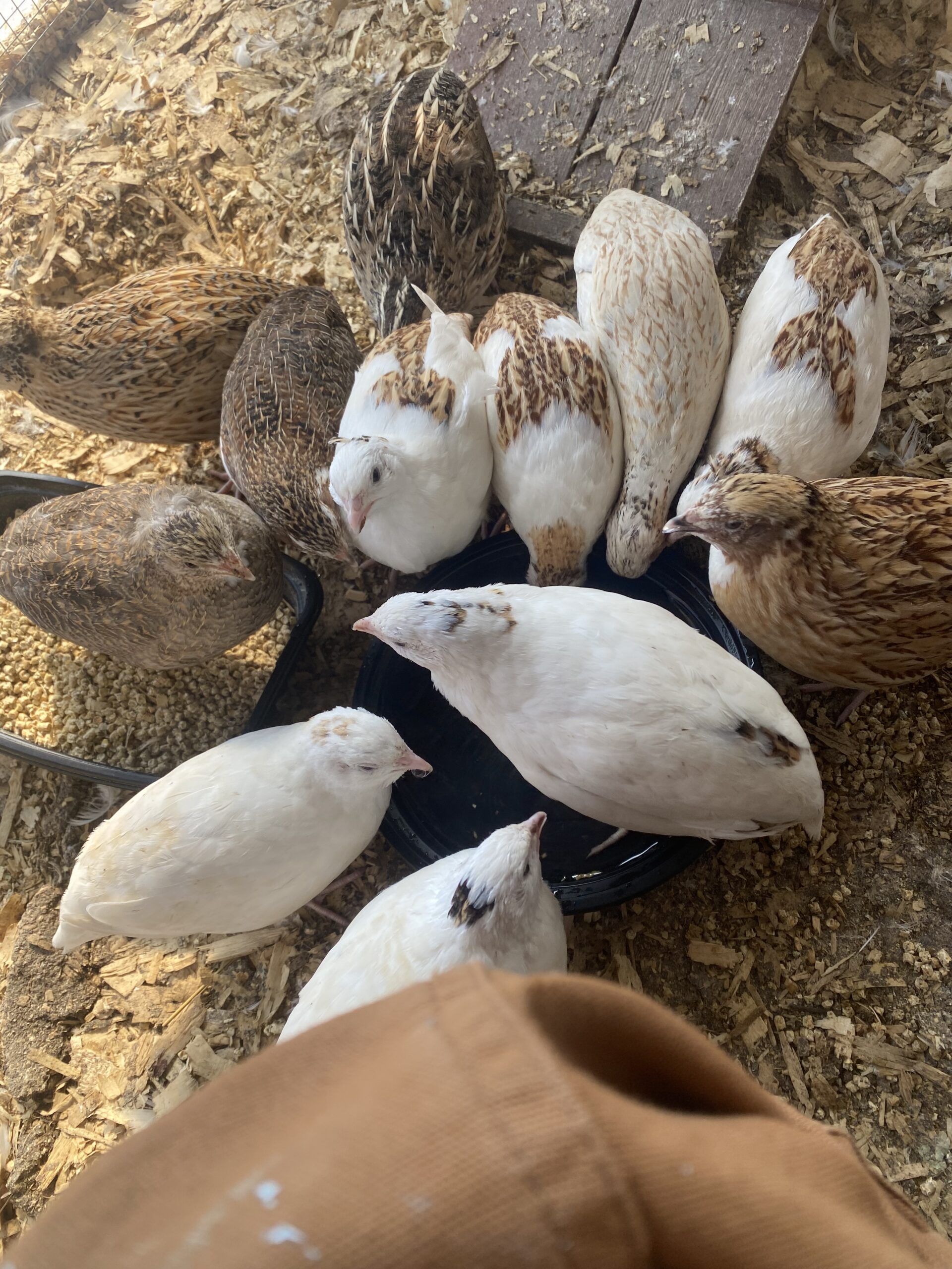 Multiple Quail Roosters