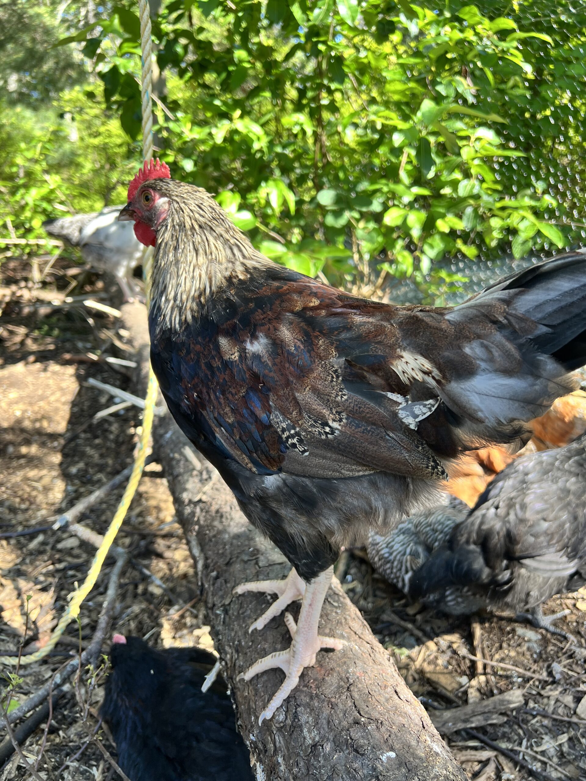 Fez