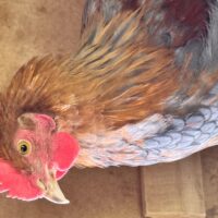 Mr Cluck