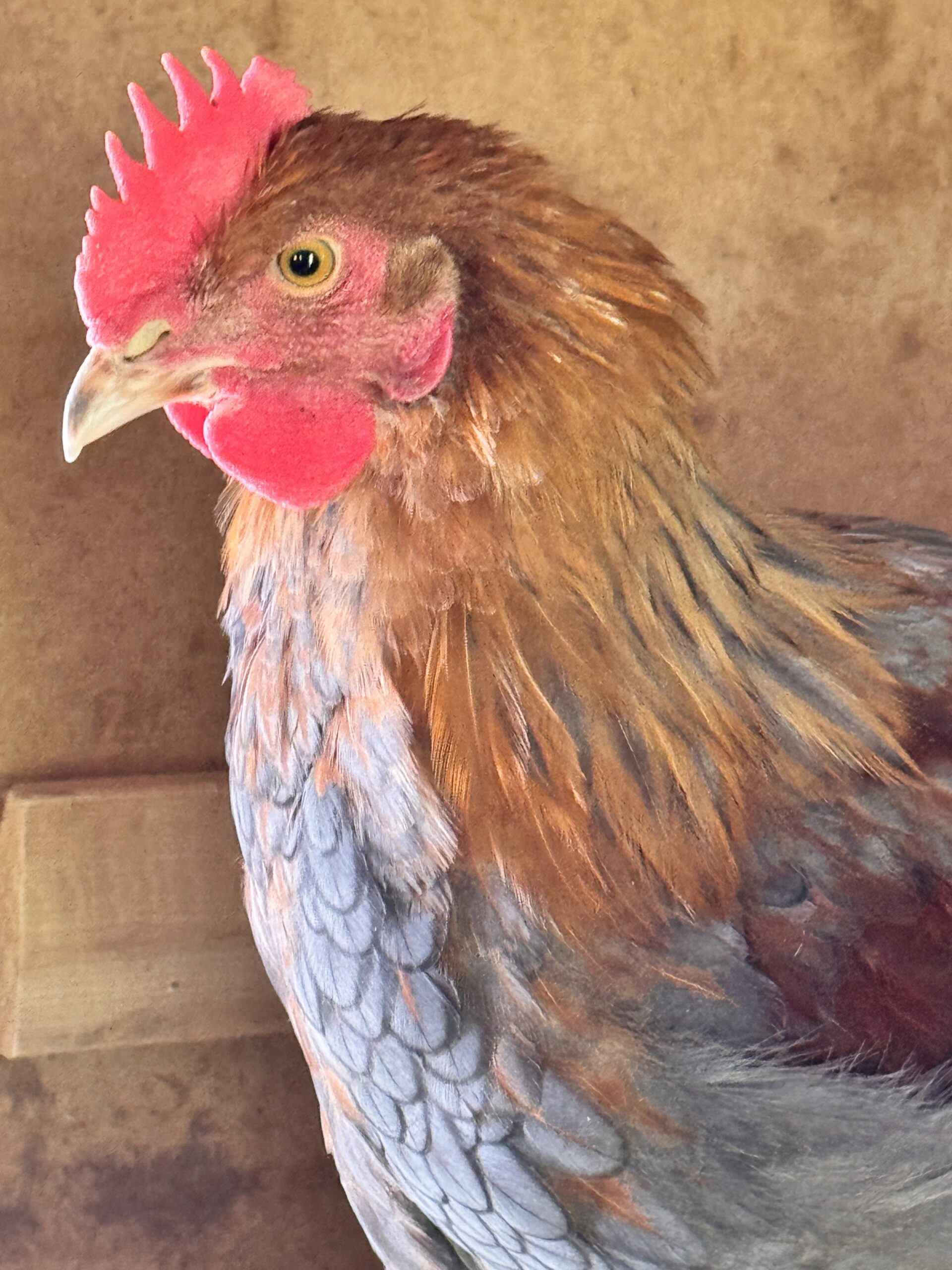 Mr Cluck