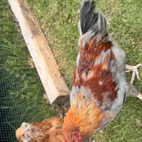Mr Cluck