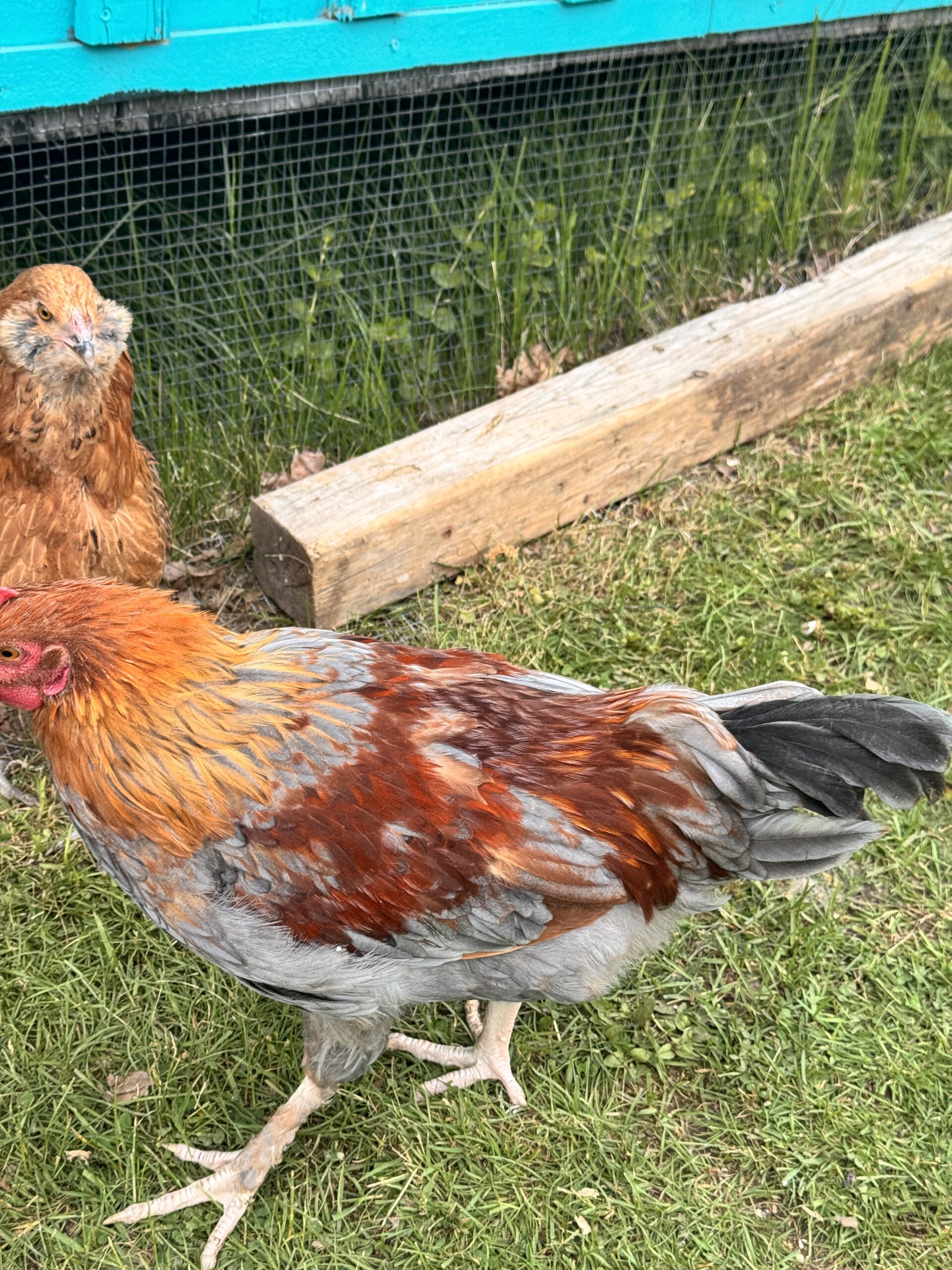 Mr Cluck