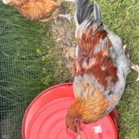 Mr Cluck