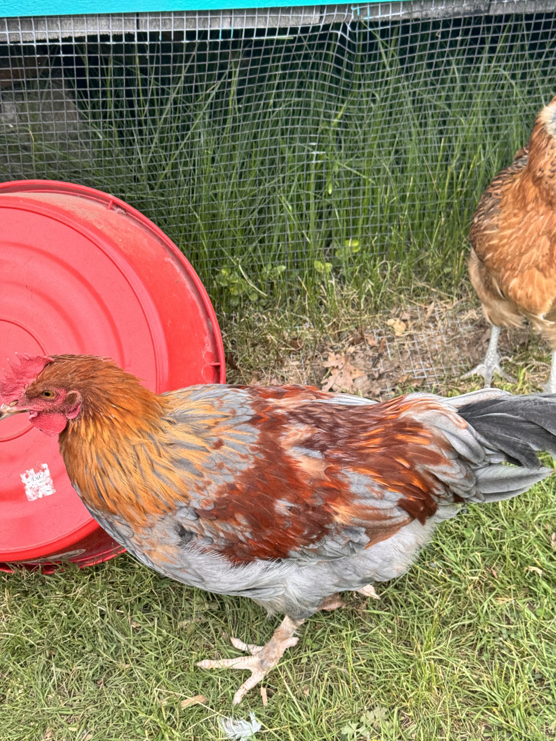 Mr Cluck