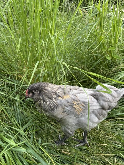 Jay