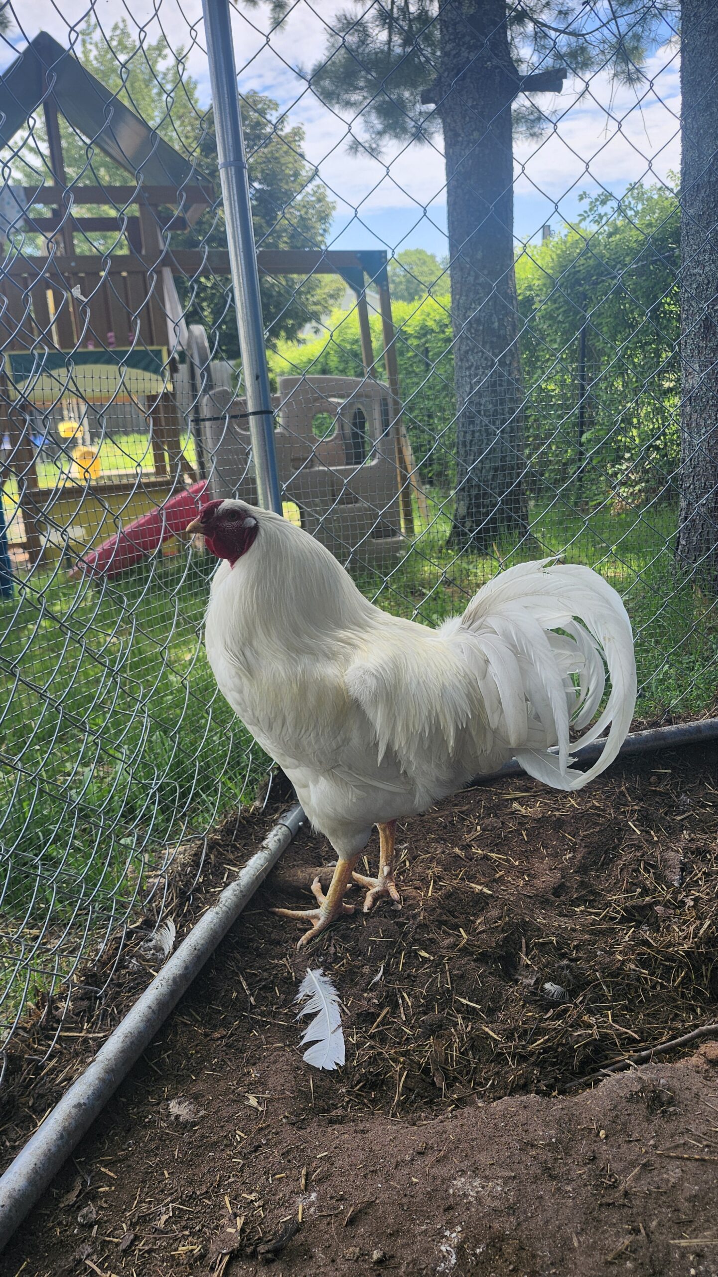 Chikadee