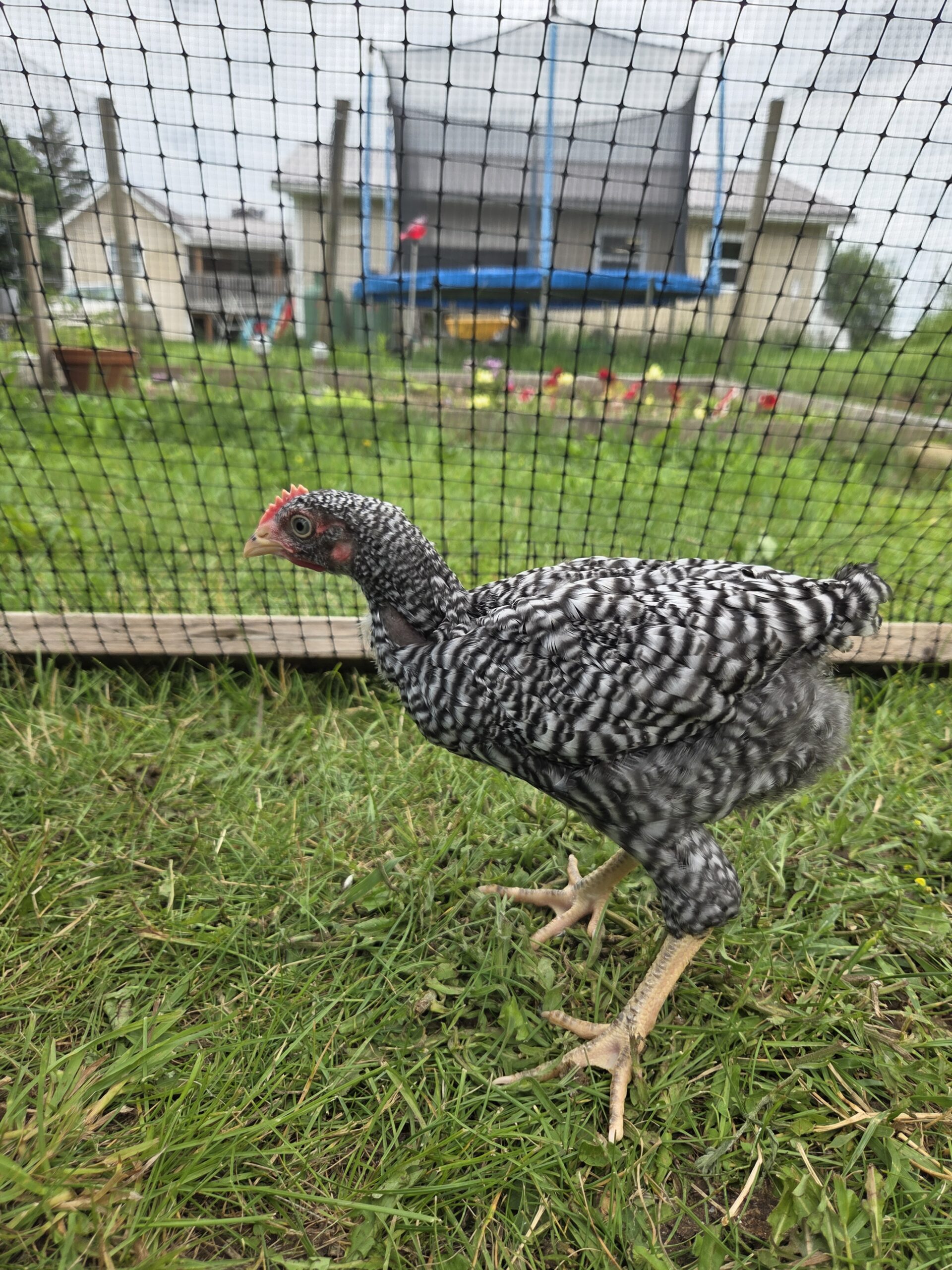 Barred Rock, no name