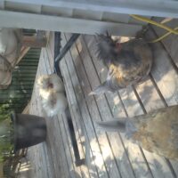 4 Polish roosters