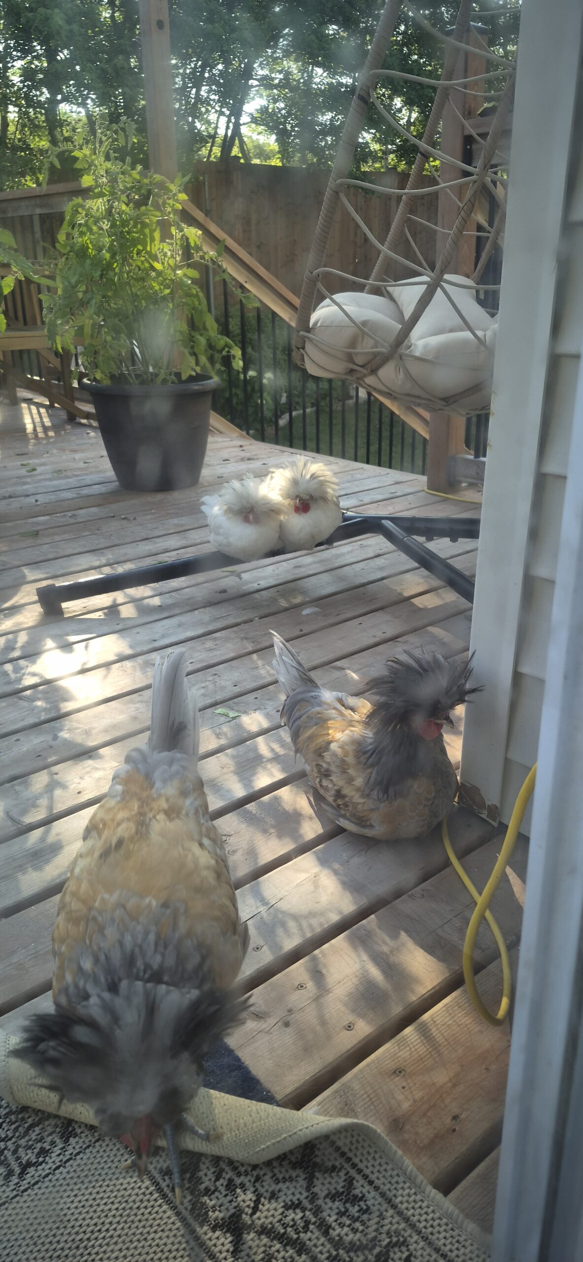4 Polish roosters