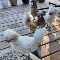 4 Polish roosters