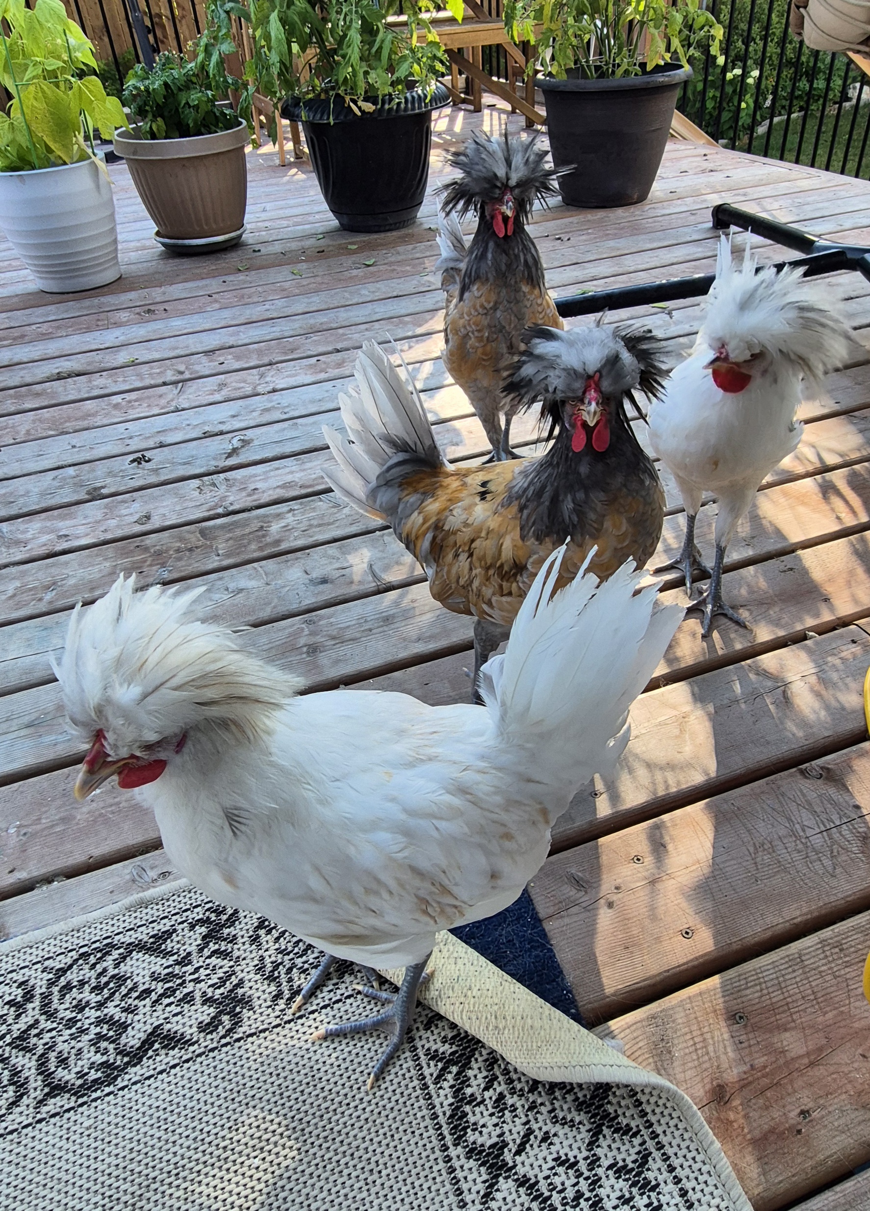 4 Polish roosters