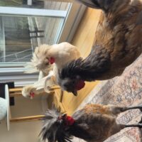 4 Polish roosters