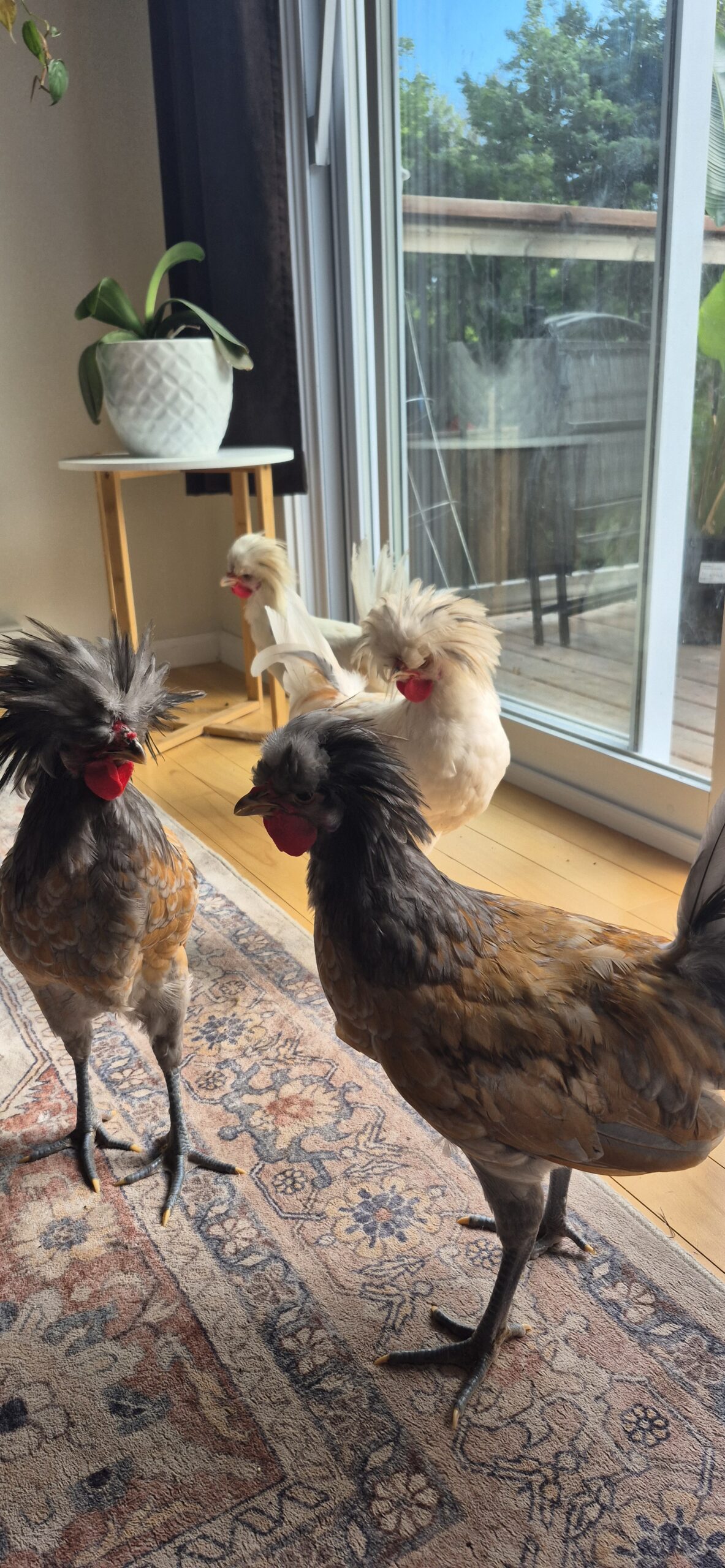 4 Polish roosters
