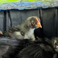 Baby Black Copper Maran Roo