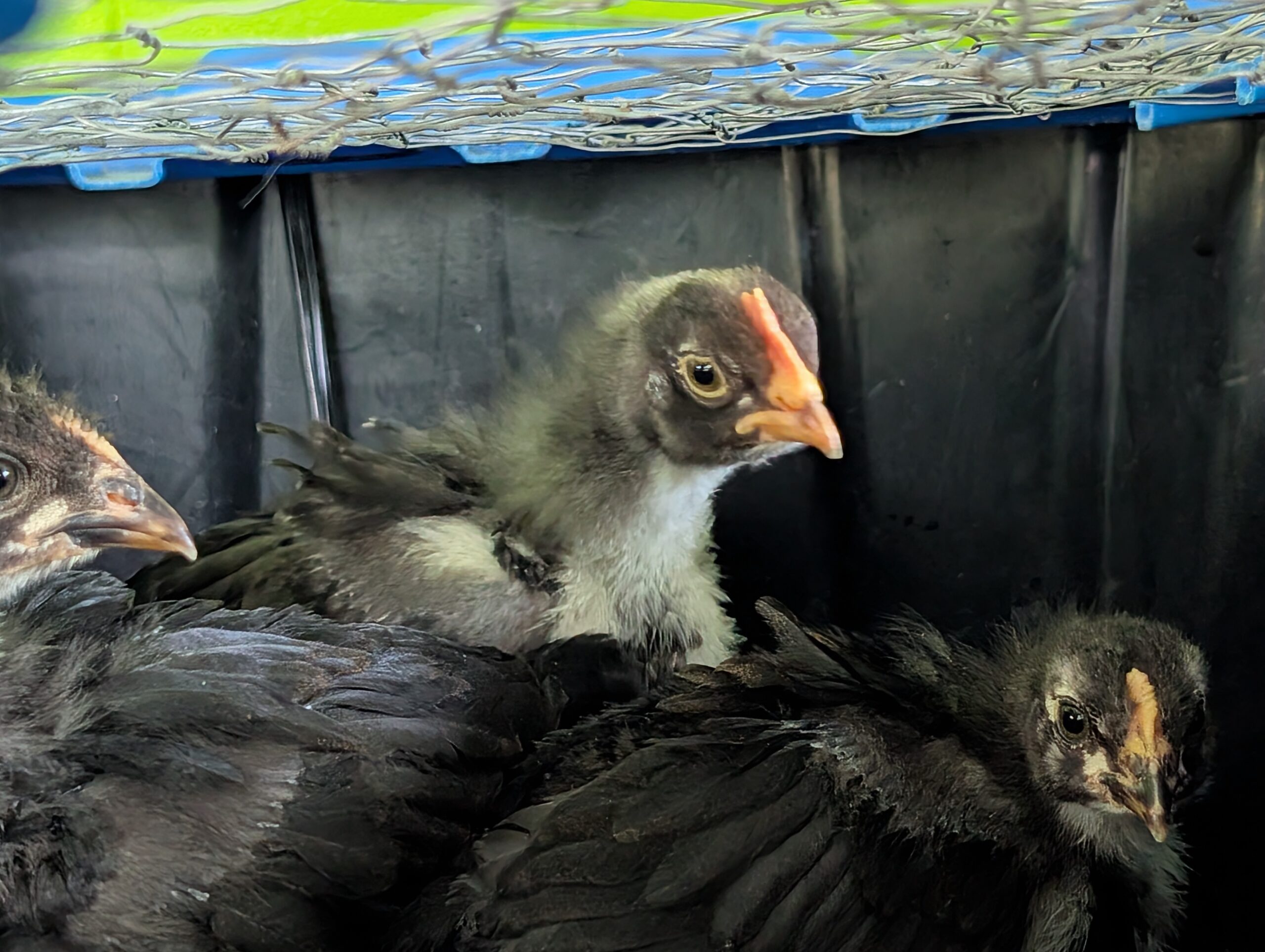 Baby Black Copper Maran Roo