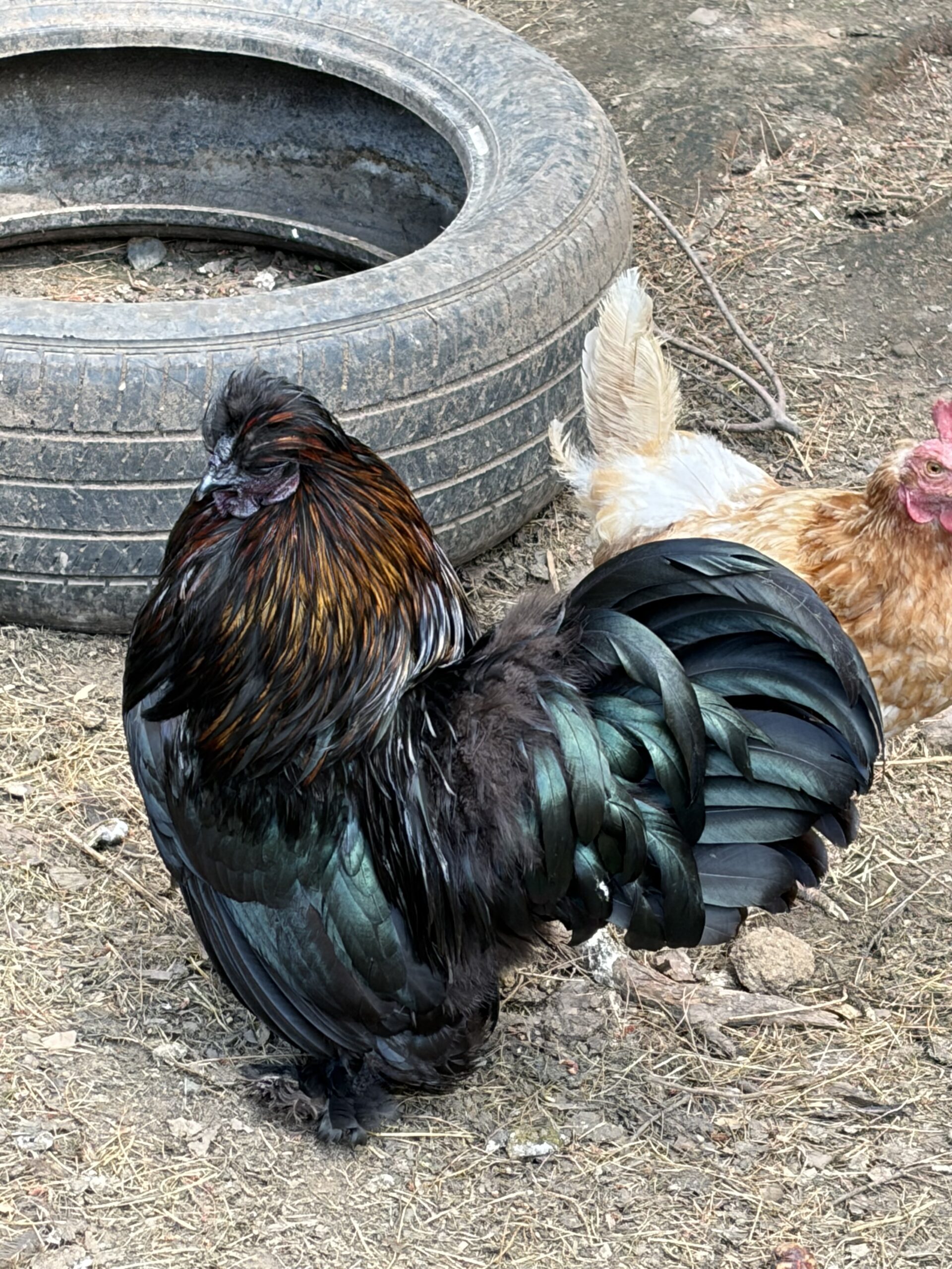 Bert