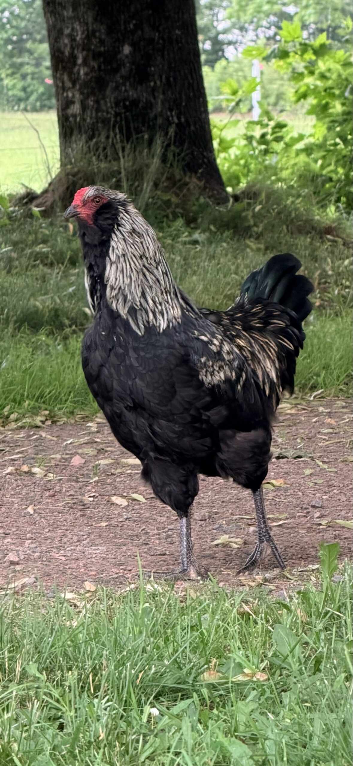 Rudy
