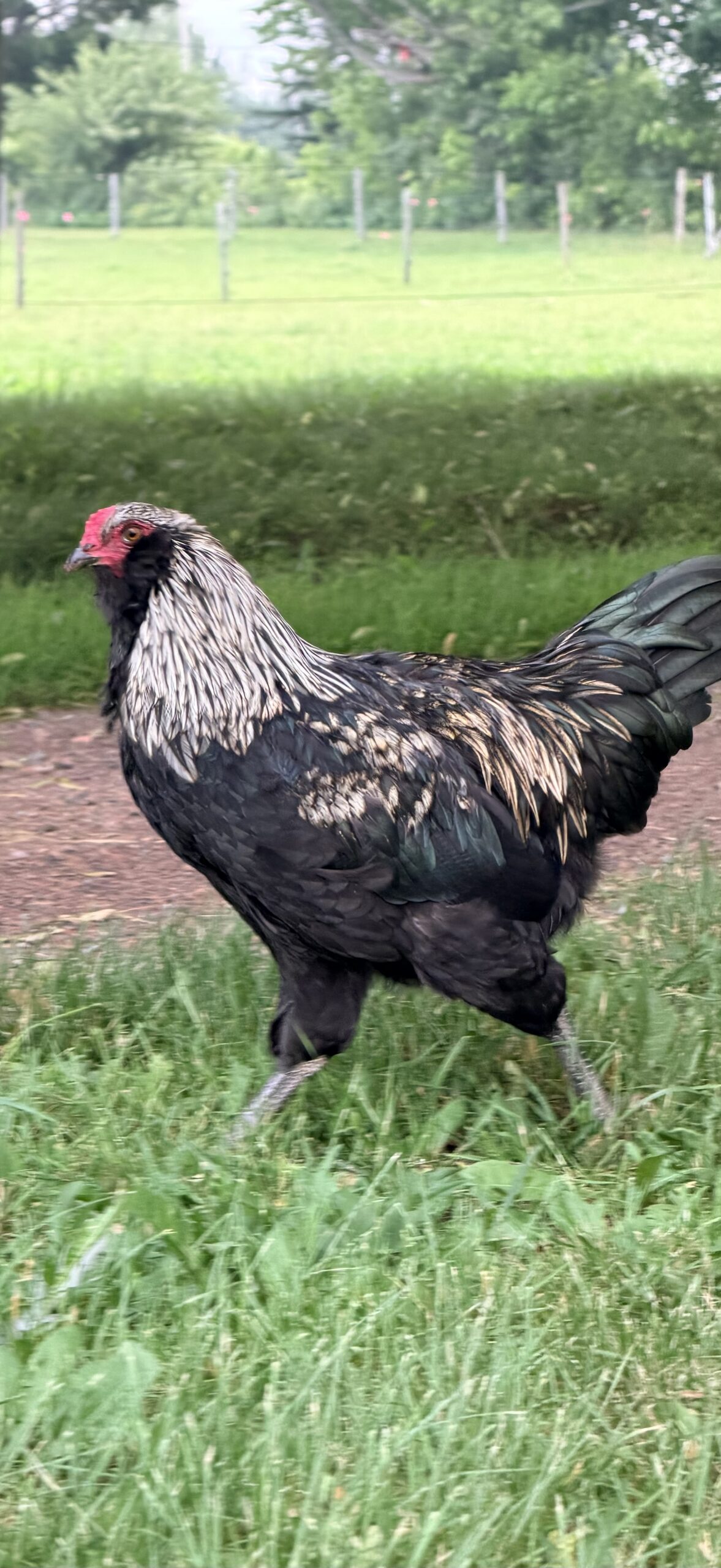 Rudy