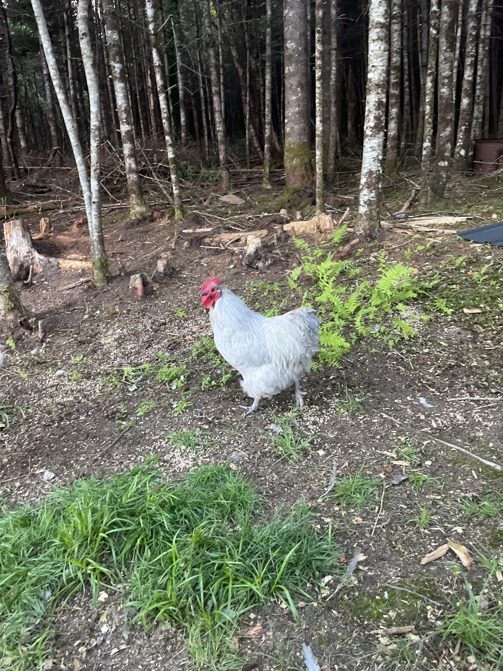 Ronnie the rooster