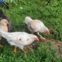 Easter egger mix
