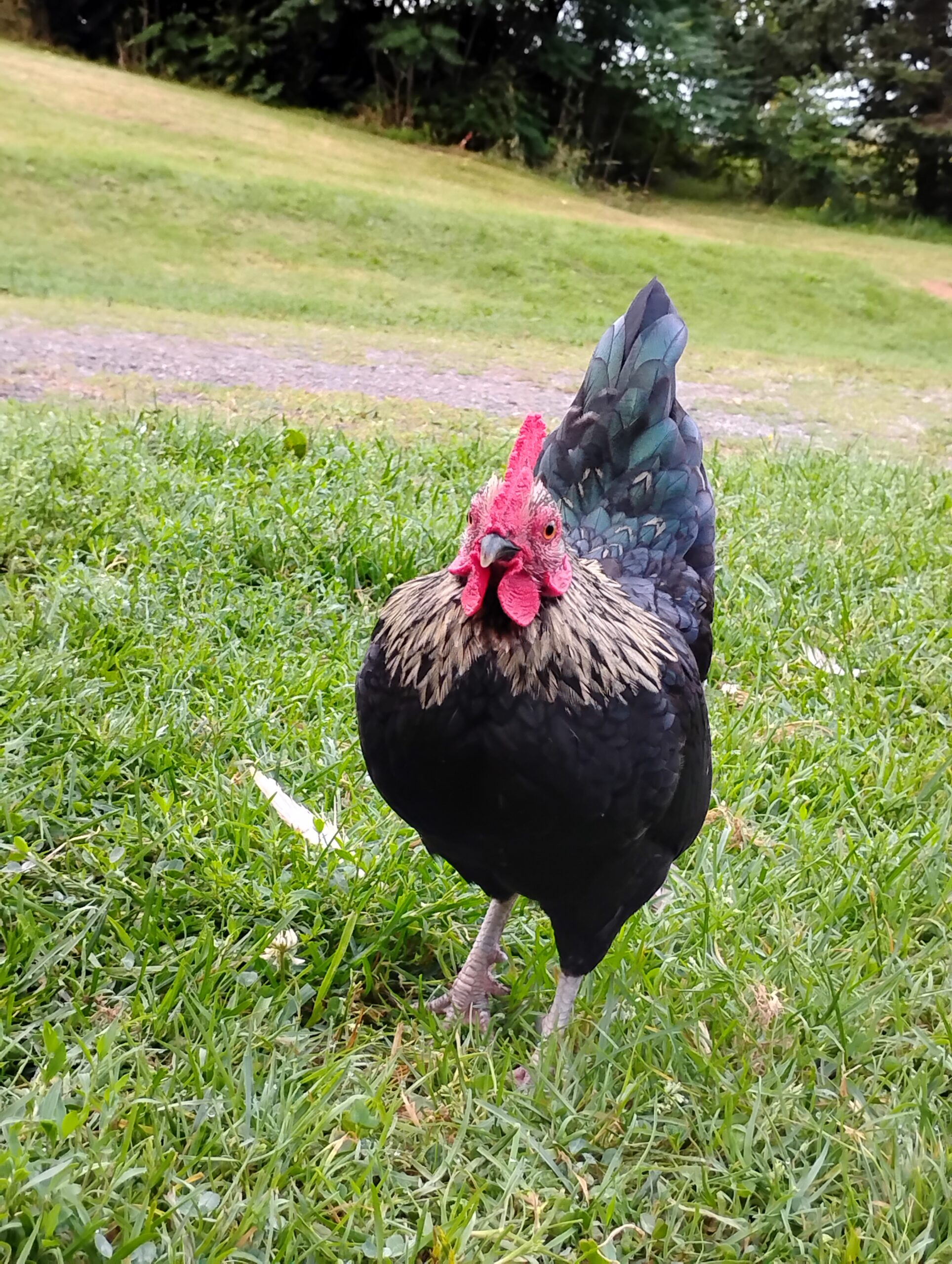 Zorro
