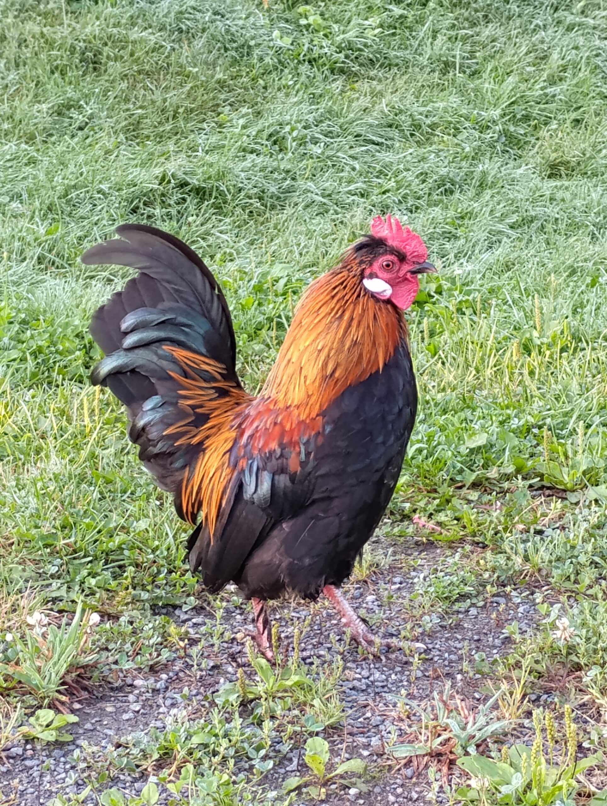 Lord Featherbottom