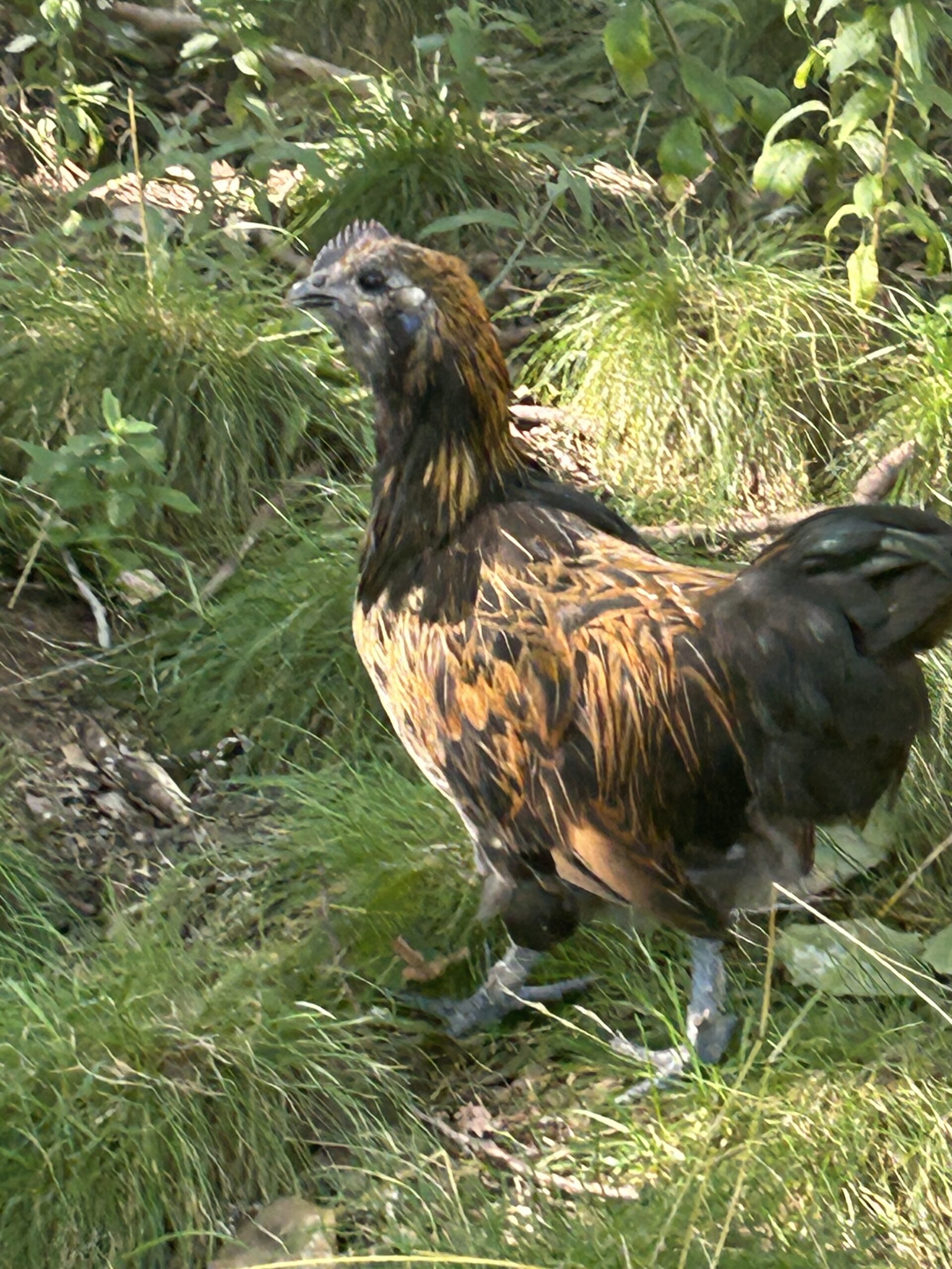 Lava chicken