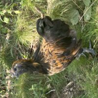 Lava chicken