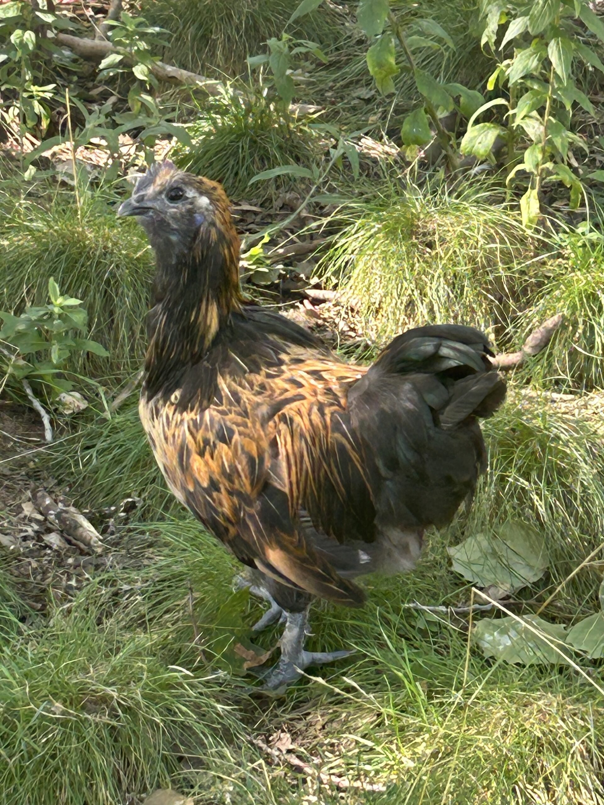 Lava chicken