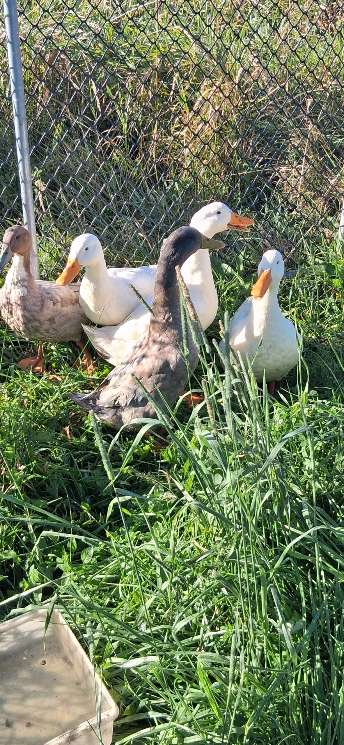 5 ducks