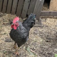 Mr
