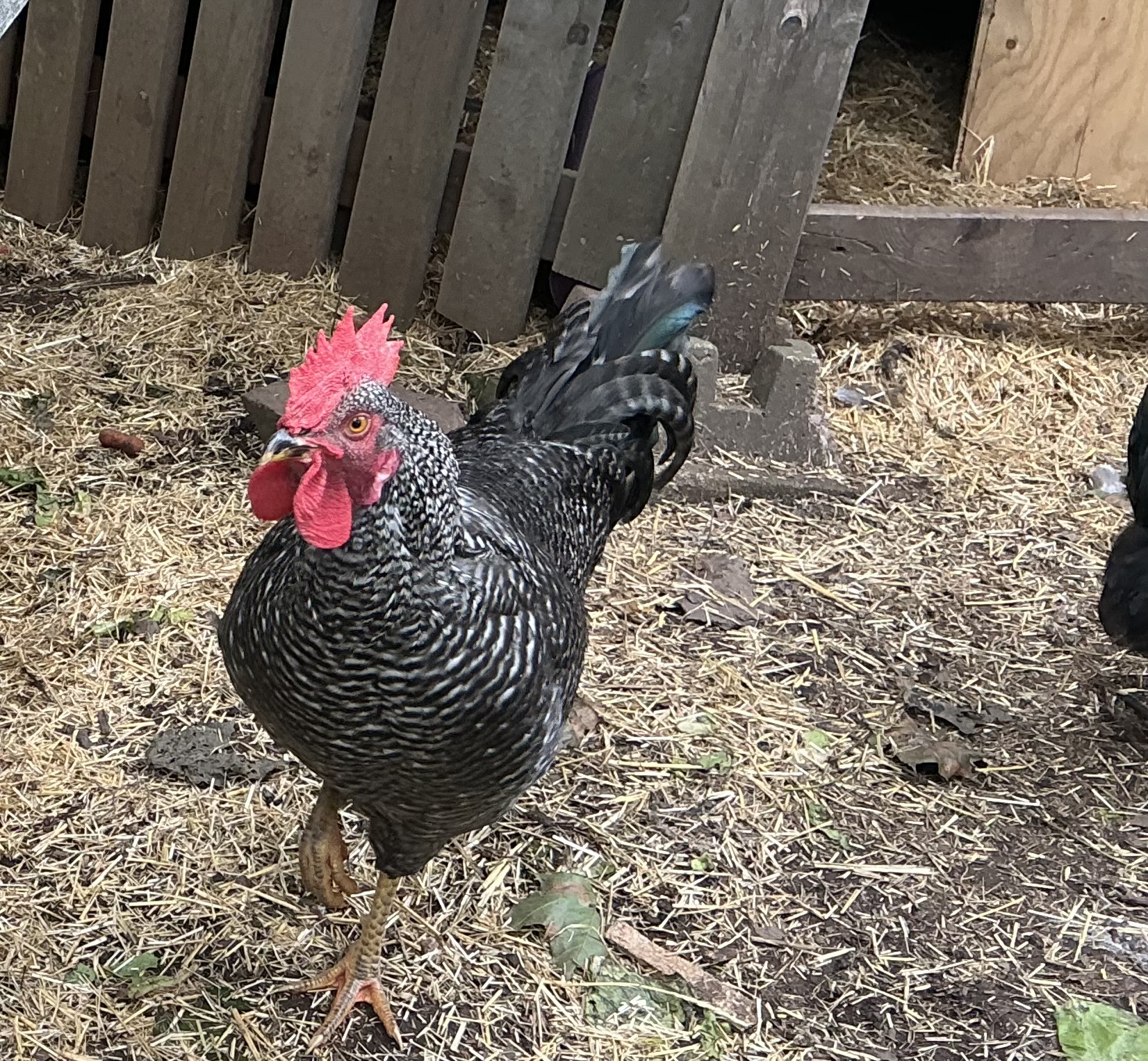 Mr