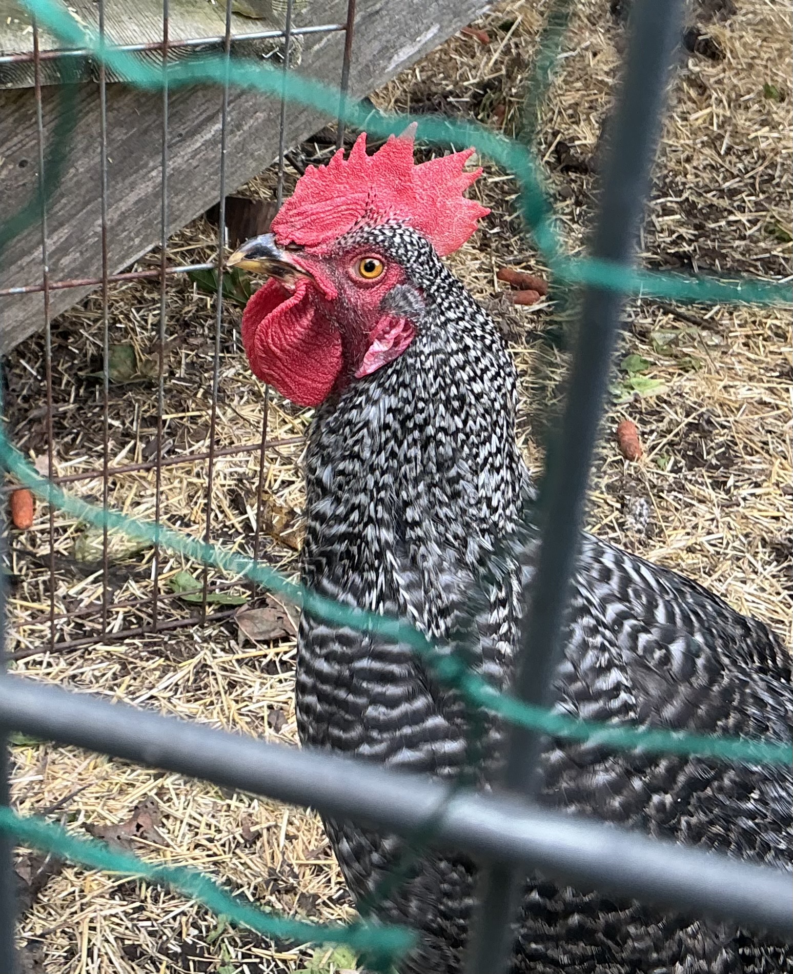Mr