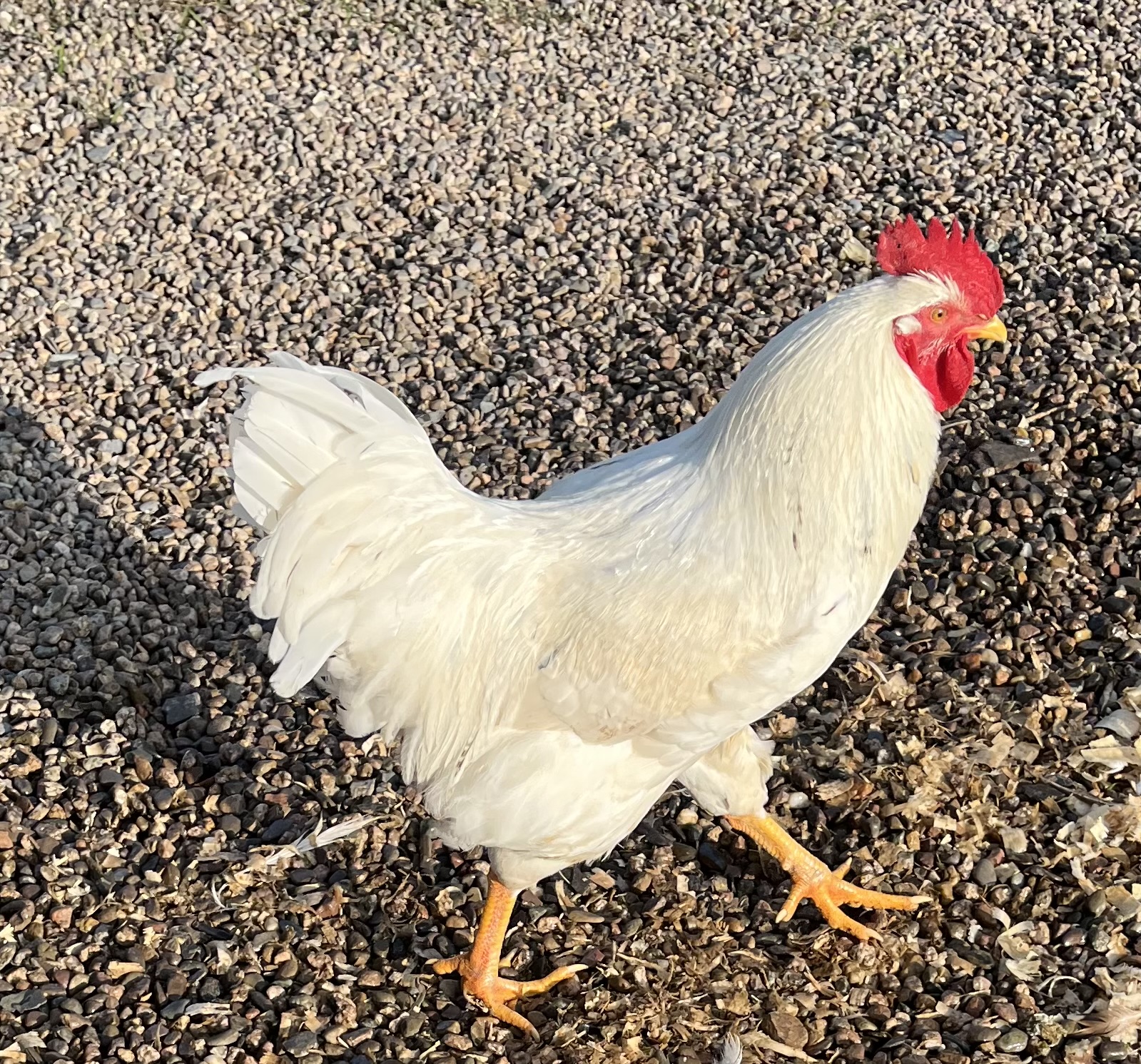 Foghorn