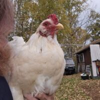 Sweet Rooster hand raised