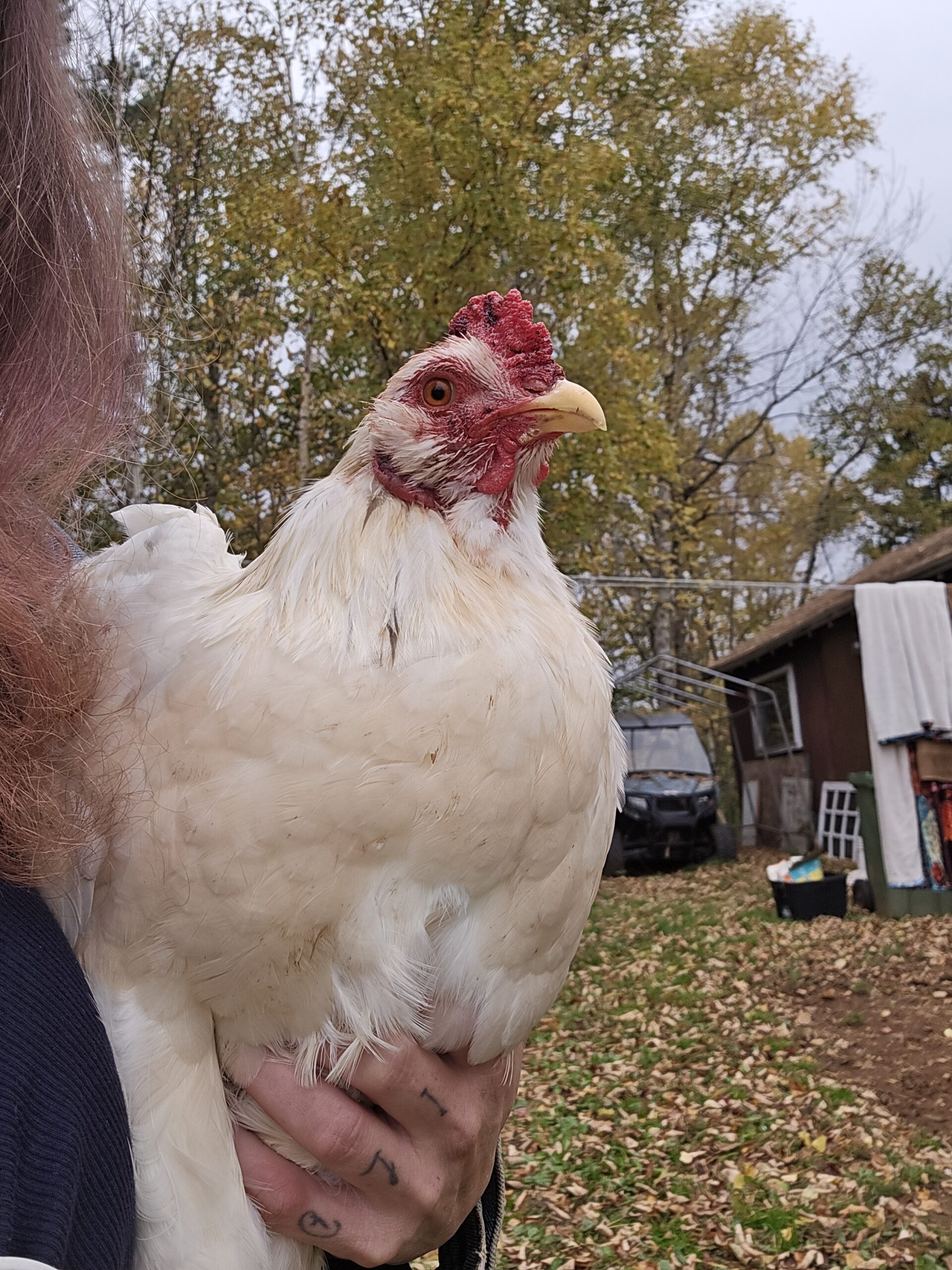 Sweet Rooster hand raised
