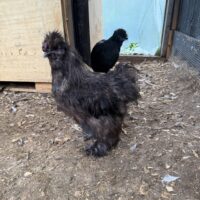 Silkie Roos